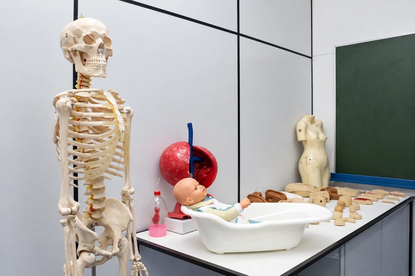 Laboratório de anatomia com modelos didáticos